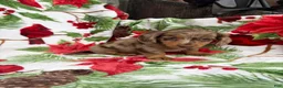 Miniature Dachshund dogs for sale: Davy - Ad 13