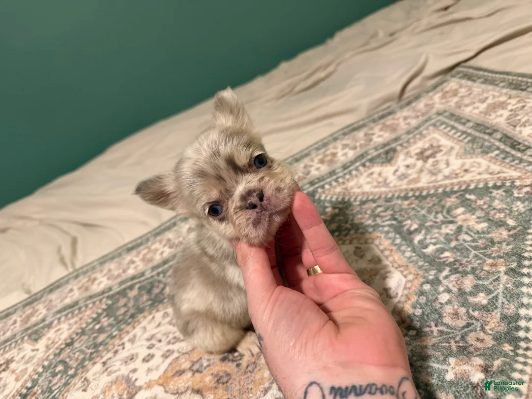 French Bulldog dogs for sale: French Bulldog 1 - Ad 1