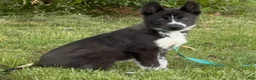 Siberian Husky dogs for sale: Klaus - Ad 9