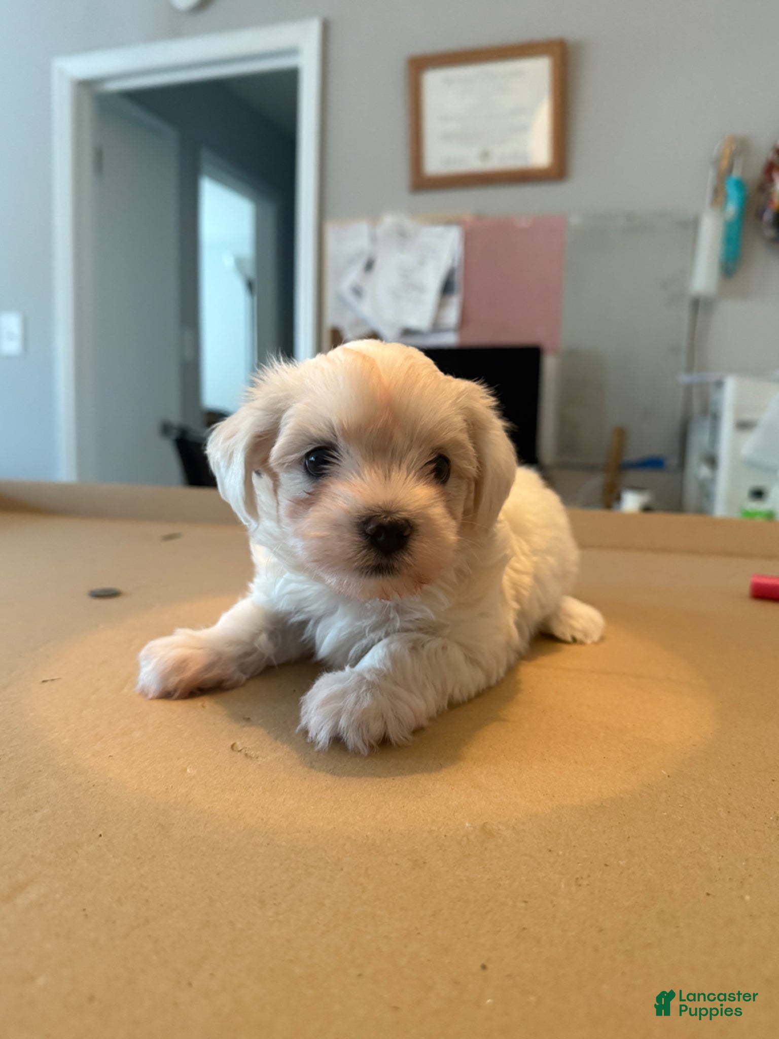 Maltese dogs Maltese Puppy 2 - Ad 41