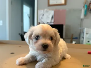 Maltese dogs Maltese Puppy 2 - Ad 33