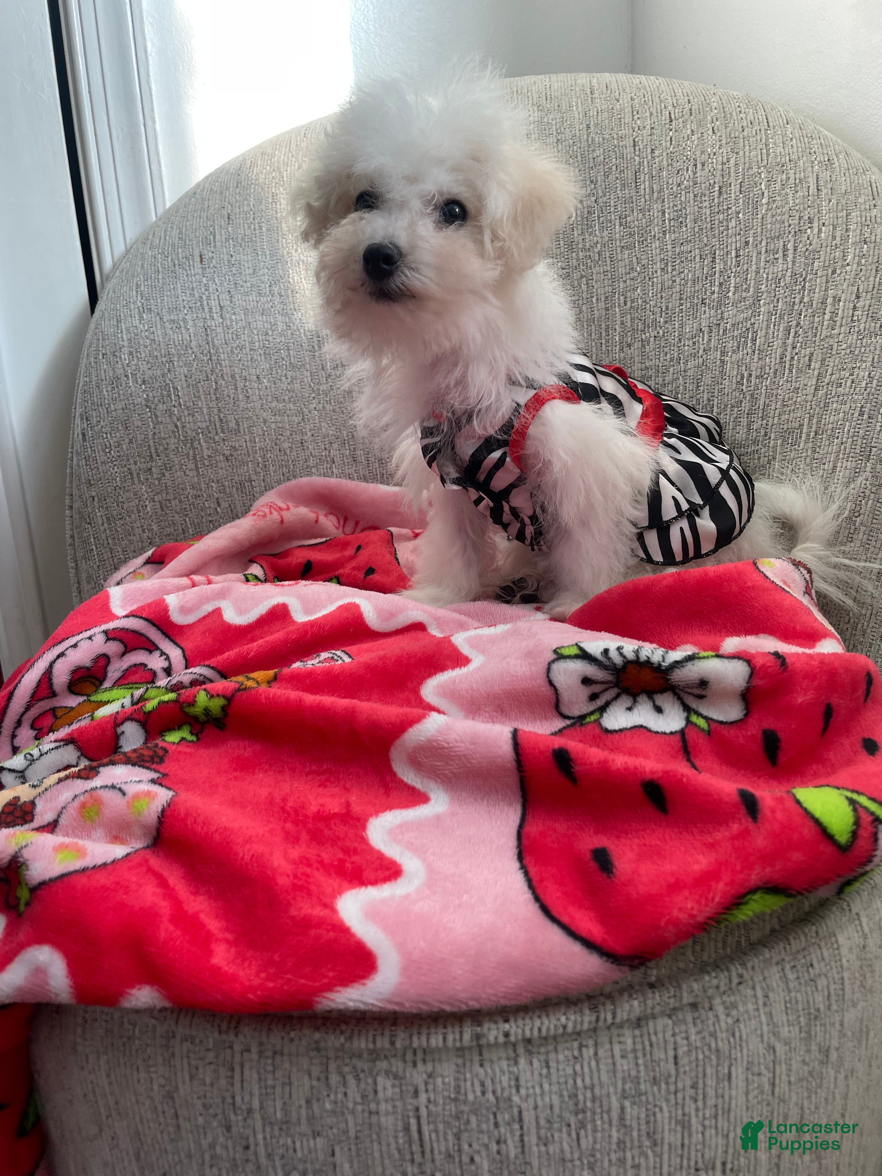 Maltipoo dogs Cupcake  - Ad 2