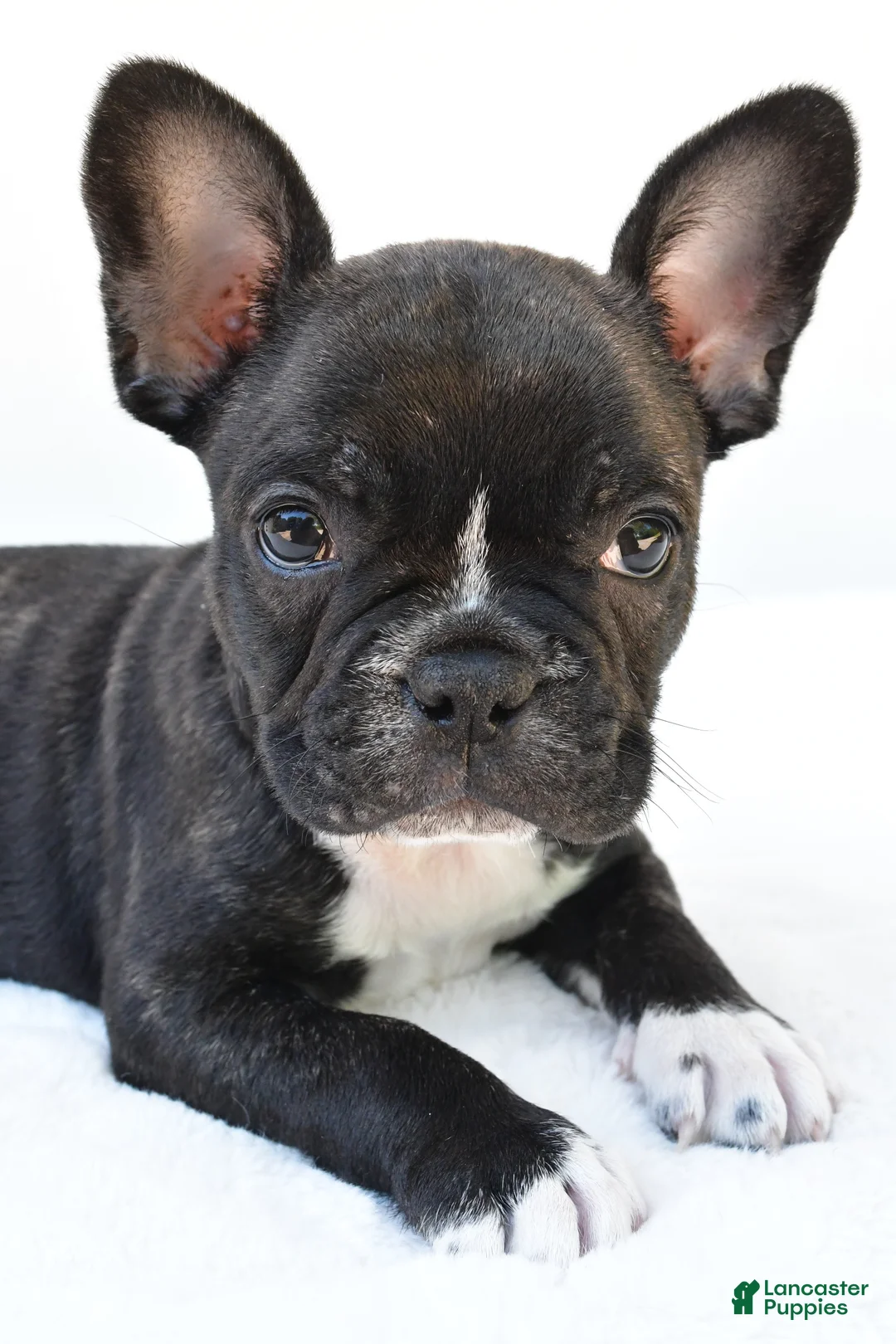 Frenchton dogs for sale: Blaze  - Ad 2