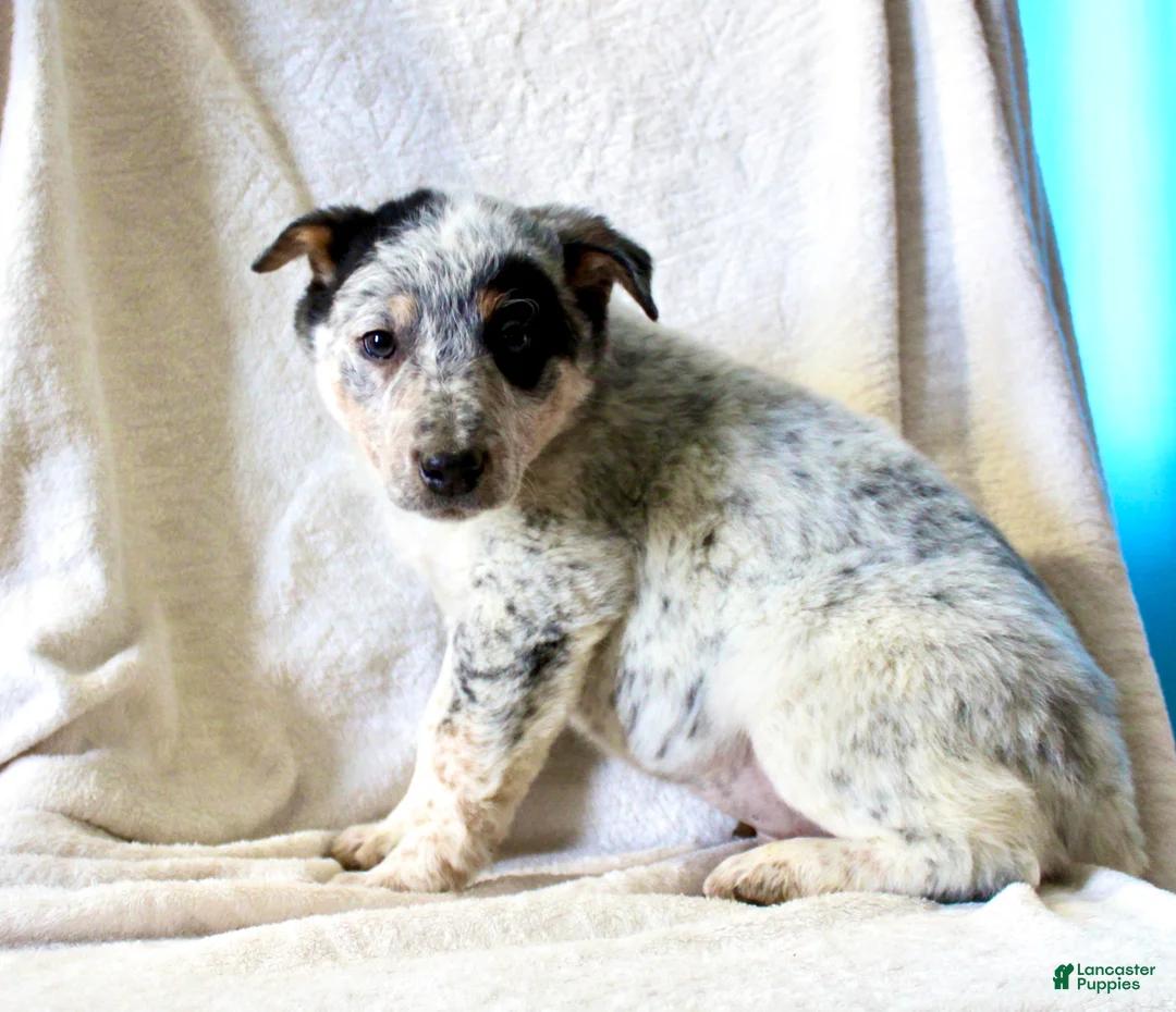 Australian Cattle Dog dogs for sale: Ranger - Ad 3