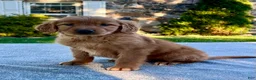 Golden Retriever dogs for sale: Libby - Ad 2
