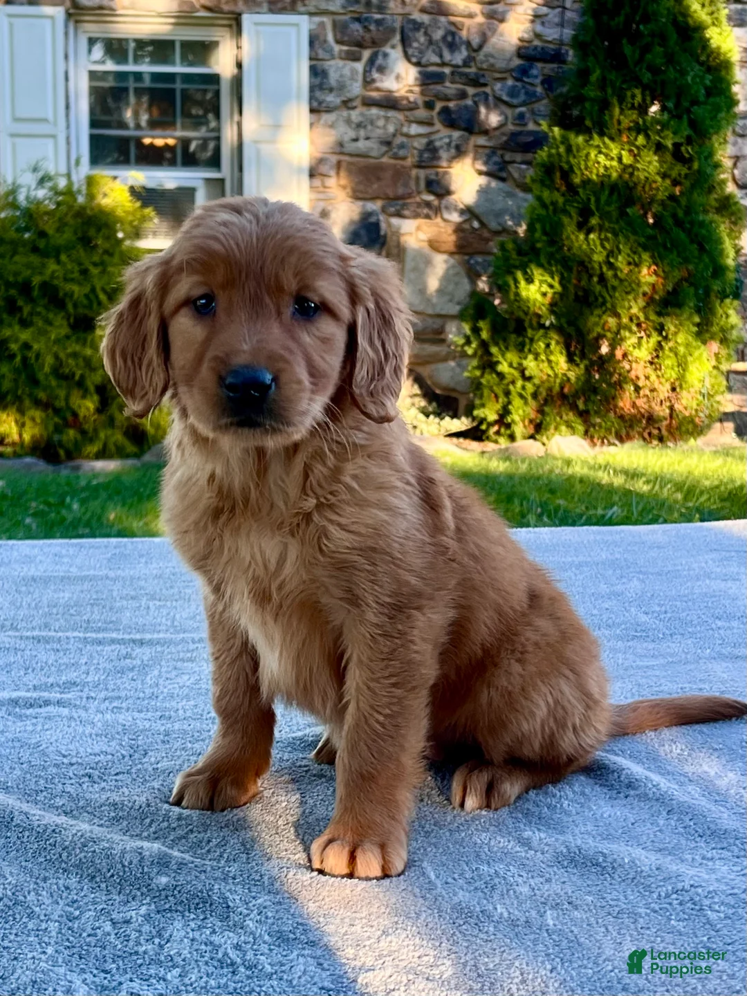 Golden Retriever dogs for sale: Libby - Ad 2
