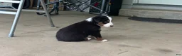 Miniature Australian Shepherd dogs for sale: #8 Black Tri Male - Ad 3