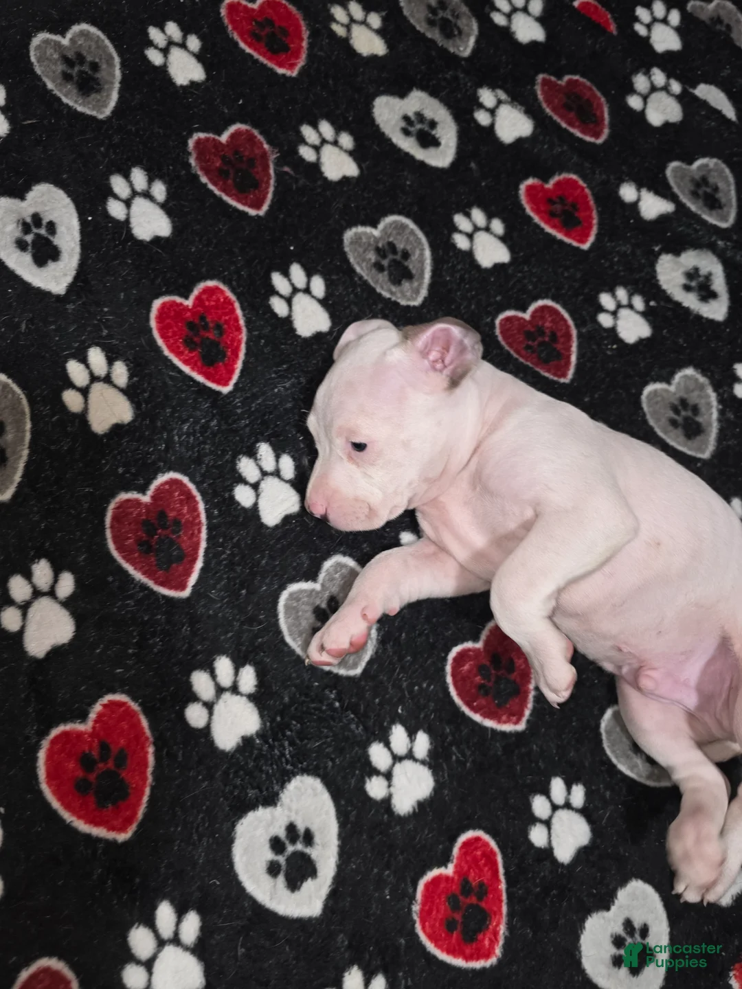 American Staffordshire Terrier dogs for sale: American Staffordshire Terrier Puppy 5 - Ad 1