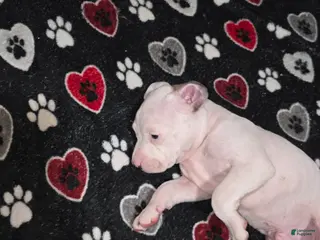 American Staffordshire Terrier dogs American Staffordshire Terrier Puppy 5 - Ad 14