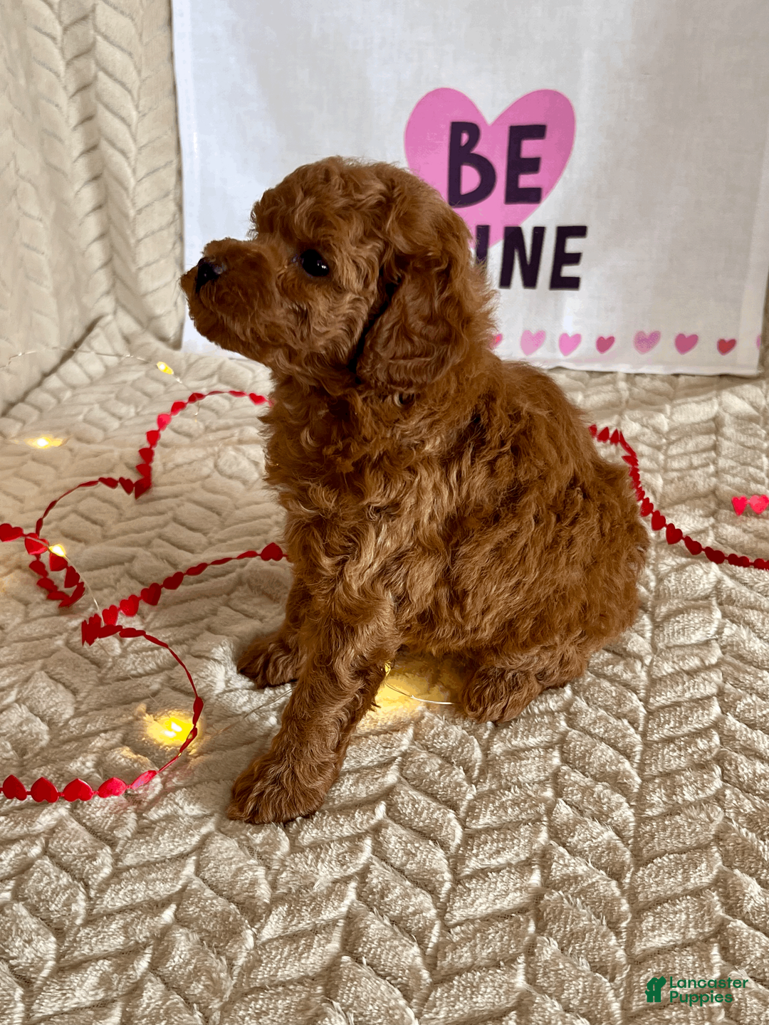 Miniature Poodle dogs for sale: Cody - Ad 4