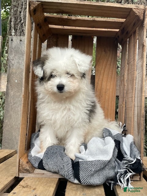Mixed Breed dogs Lonnie - Ad 1
