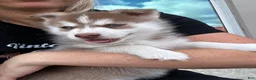 Pomsky dogs for sale: Pax Mini Pomsky - Ad 4