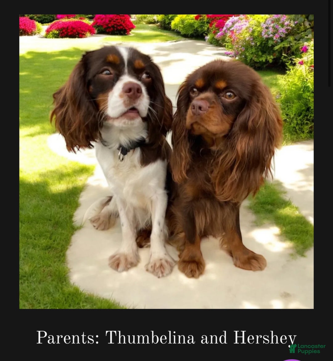 Cavalier King Charles Spaniel dogs for sale: Brownie - Ad 10