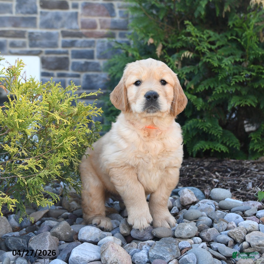 Golden Retriever dogs for sale: Gage - Ad 1