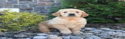 Golden Retriever dogs for sale: Gage - Ad 1