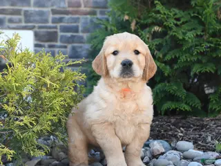 Golden Retriever dogs for sale: Gage - Ad 1