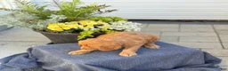 Goldendoodle dogs for sale: Trudy - Ad 12