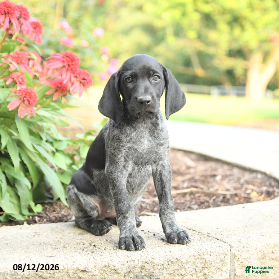German Shorthaired Pointer dogs Addy - Ad 2