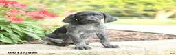 German Shorthaired Pointer dogs for sale: Addy - Ad 2