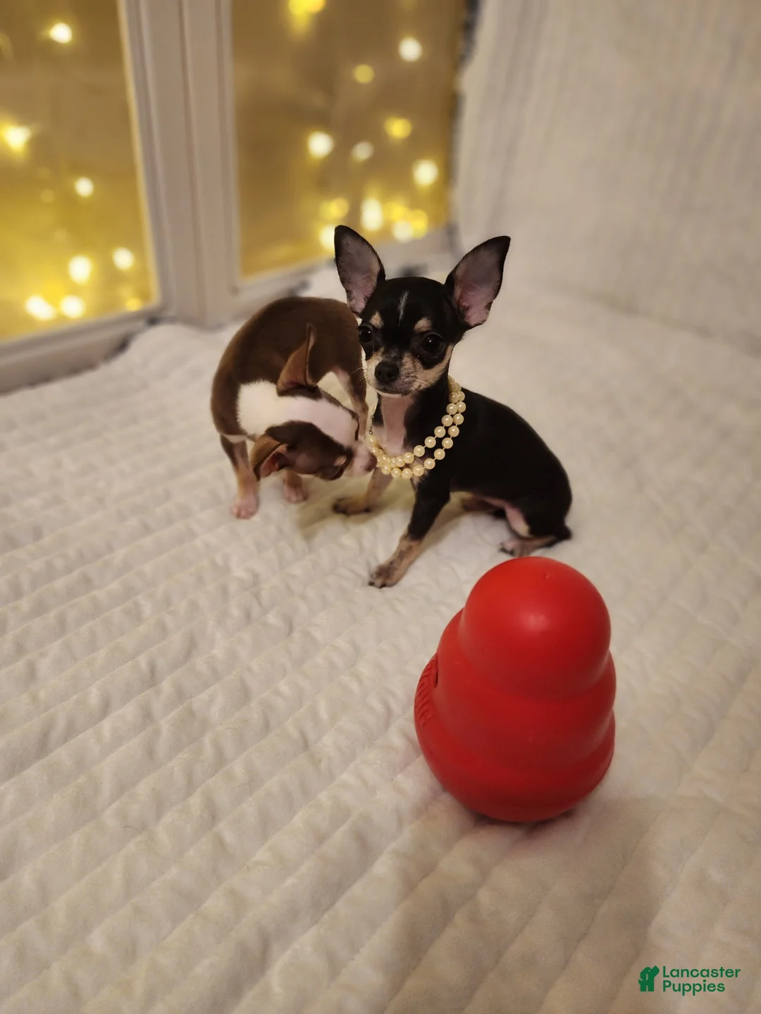 Chihuahua dogs for sale: Toy mini - Ad 3