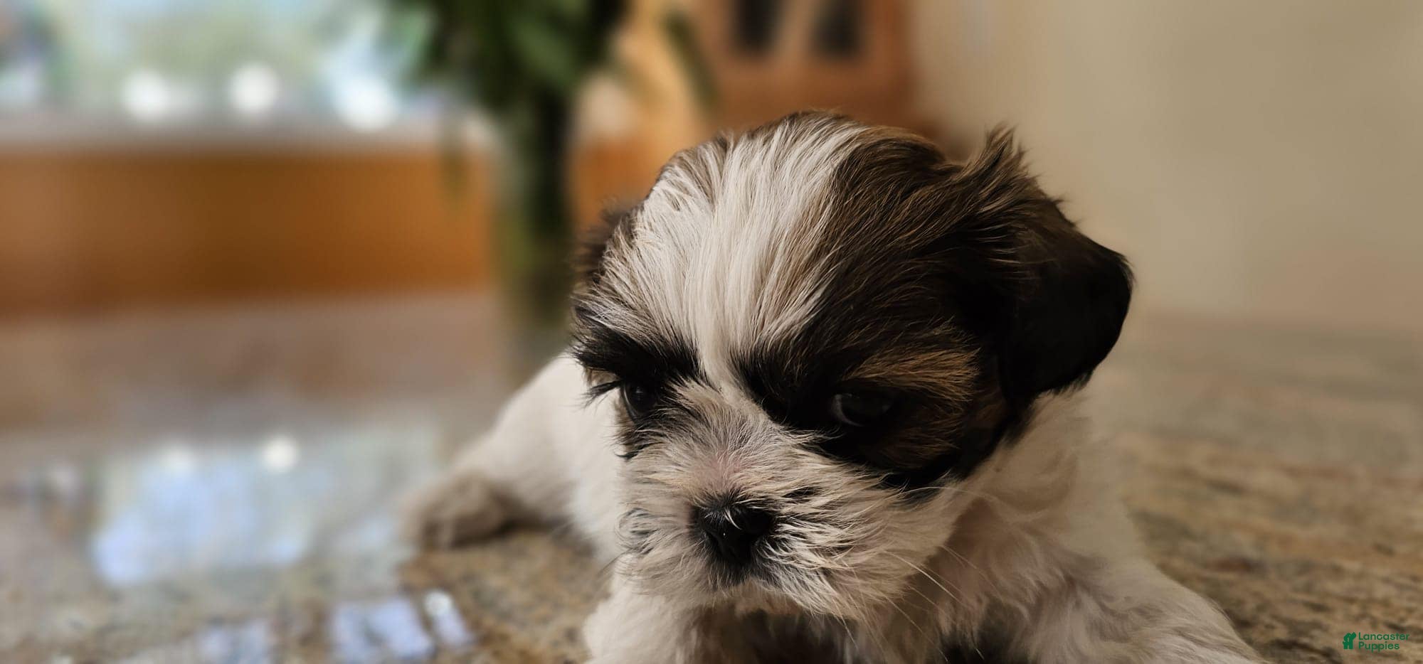 Shih Tzu dogs Zues - Ad 8