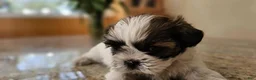 Shih Tzu dogs for sale: Zues - Ad 1