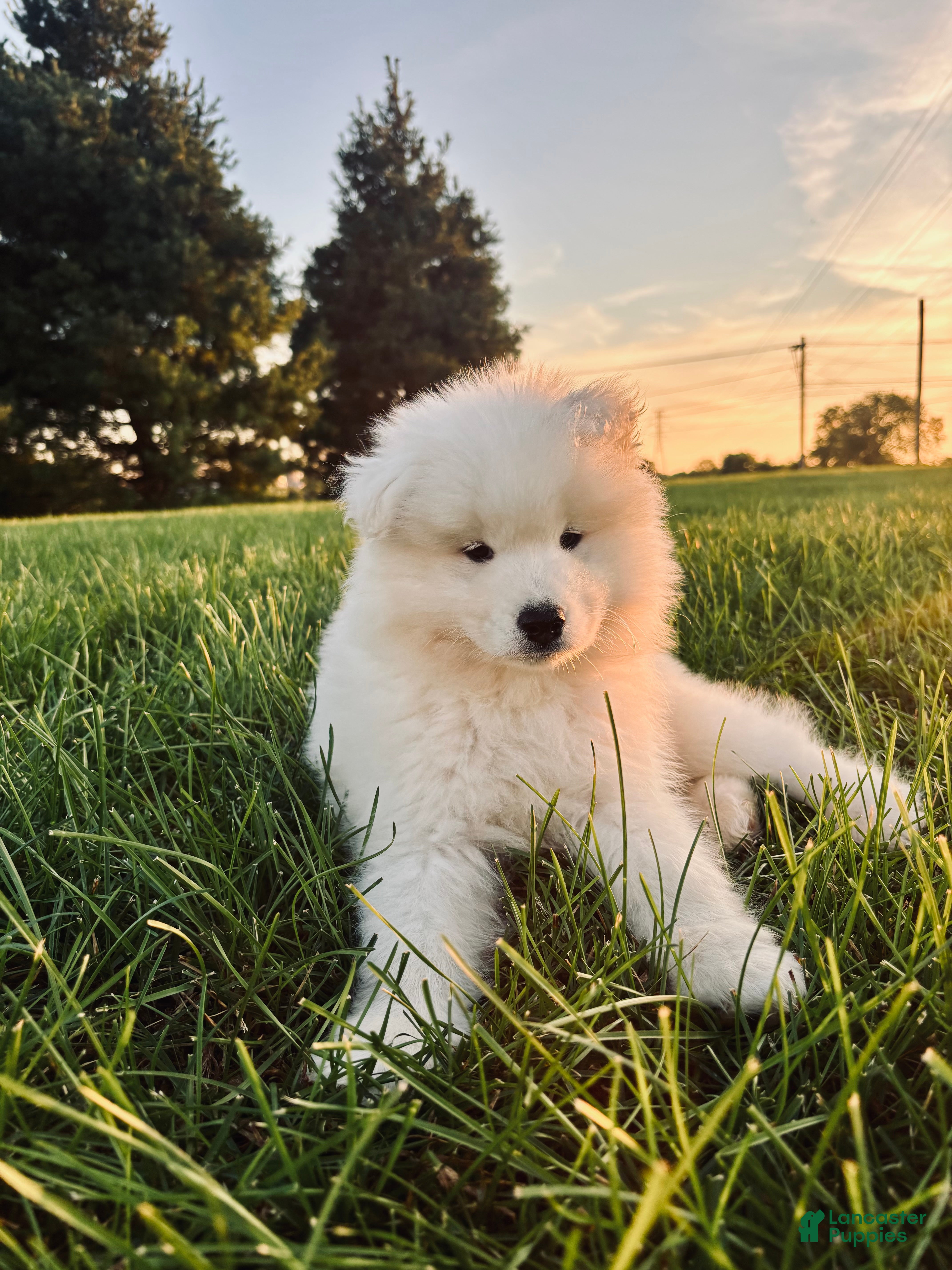 Samoyed dogs Teddy - Ad 2