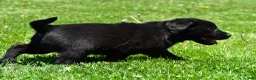Labrador Retriever dogs for sale: Luna - Ad 9