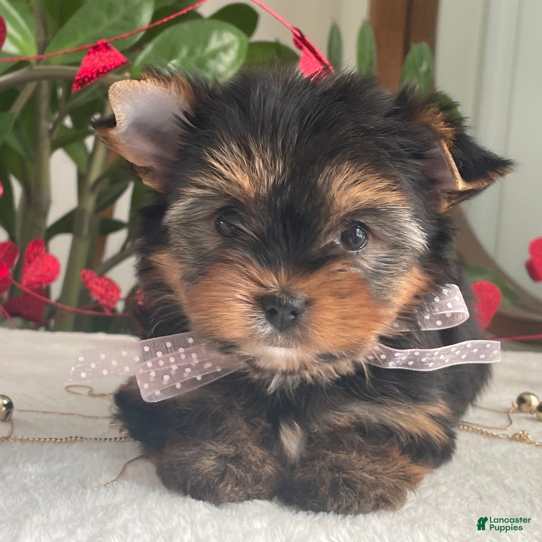 Yorkshire Terrier dogs for sale: Paisley - Ad 3