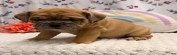 English Bulldog dogs for sale: Missile - Ad 2