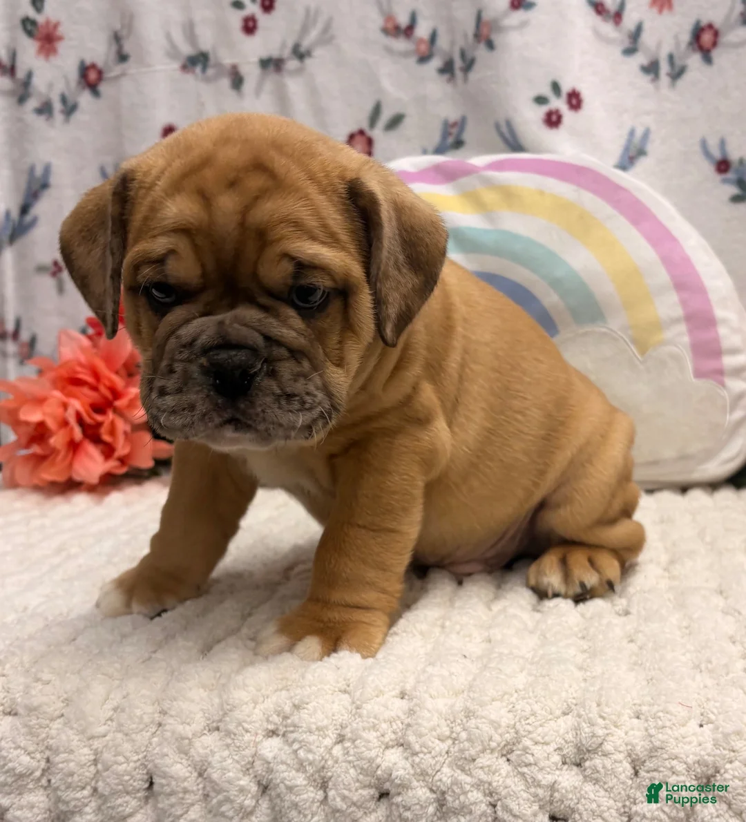 English Bulldog dogs for sale: Missile - Ad 2
