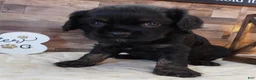Mixed Breed dogs for sale: #2 Male of Blackie's - Ad 4