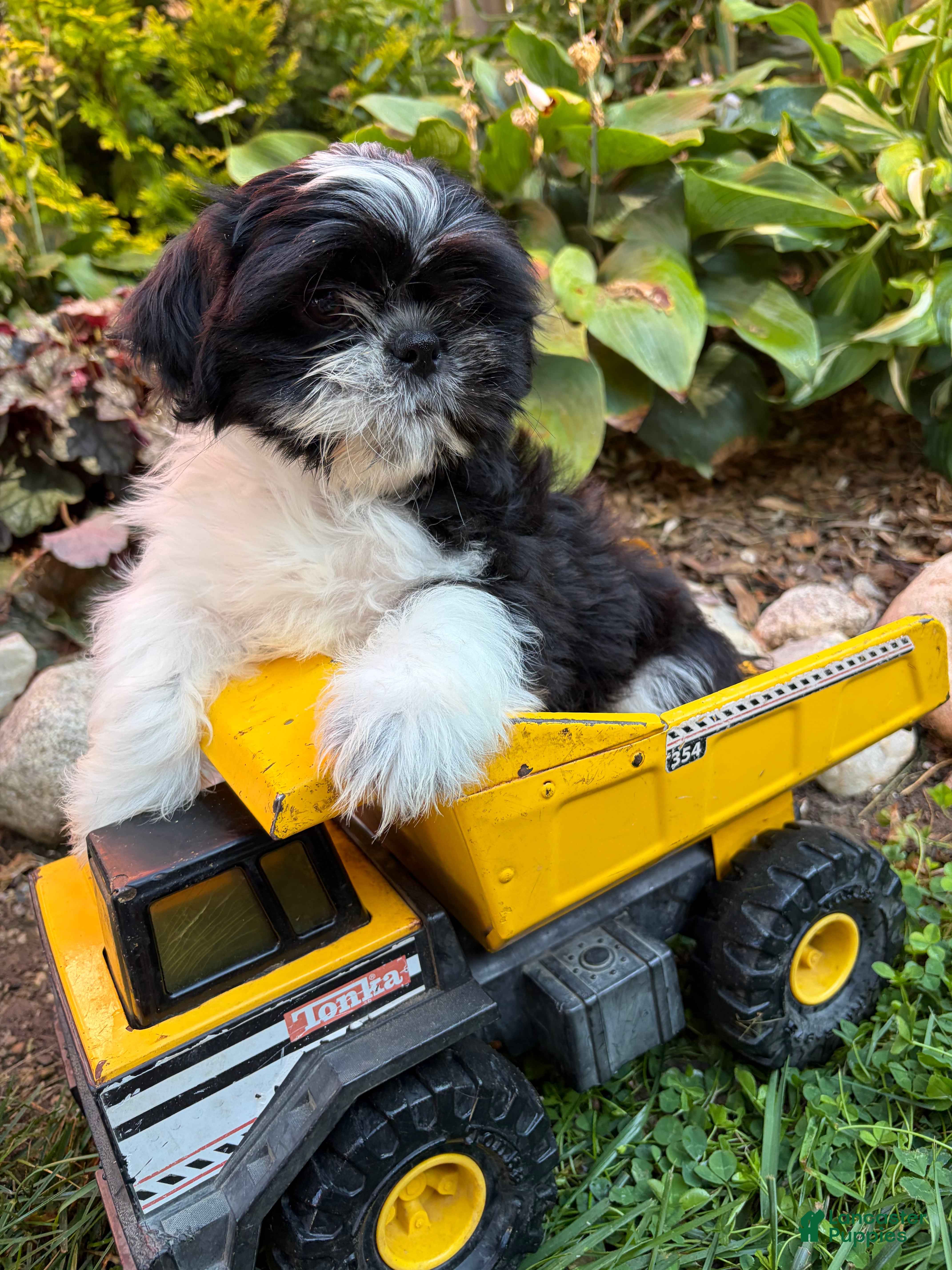 Shih Tzu dogs Balto - Ad 1