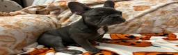 French Bulldog dogs for sale: Charlotte - Ad 13