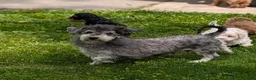 Havapoo dogs for sale: Tripp - Ad 11