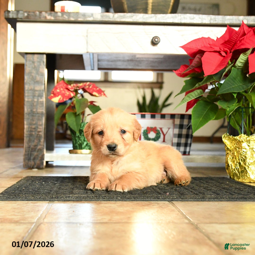 Golden Retriever dogs for sale: Randy - Ad 3