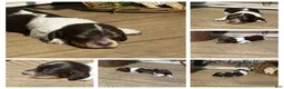 Miniature Dachshund dogs for sale: Princess - Elegant AKC Long-Haired Chocolate & White Piebald - Ad 8