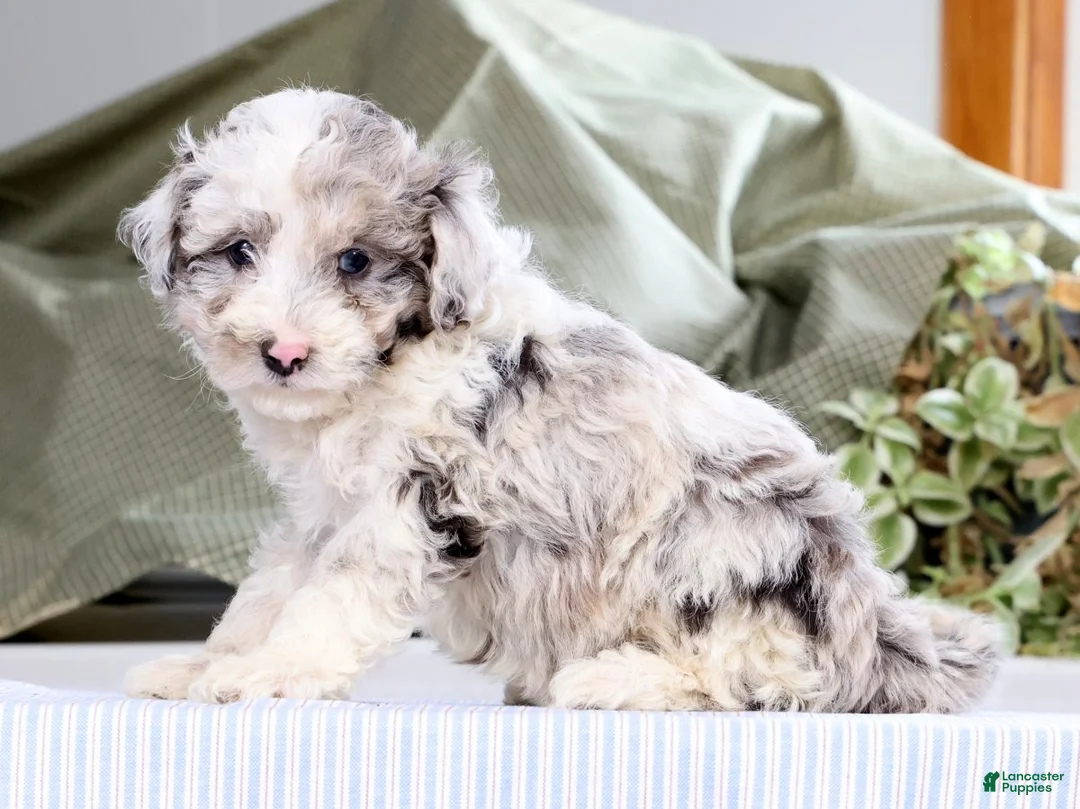 Miniature Poodle dogs for sale: Nona - Ad 2
