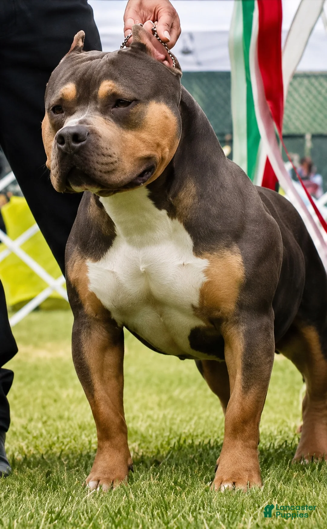 American Bully dogs for stud: Backyard Bulliez  - Ad 1