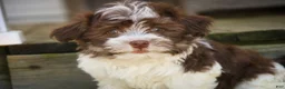 Havanese dogs for sale: Sherlock Havanese  - Ad 4