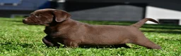 Labrador Retriever dogs for sale: Chico - Ad 3