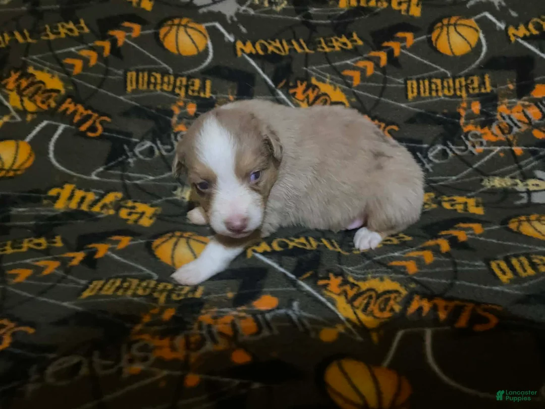 Australian Shepherd dogs for sale: Australian Shepherd Puppy 4 - Ad 1