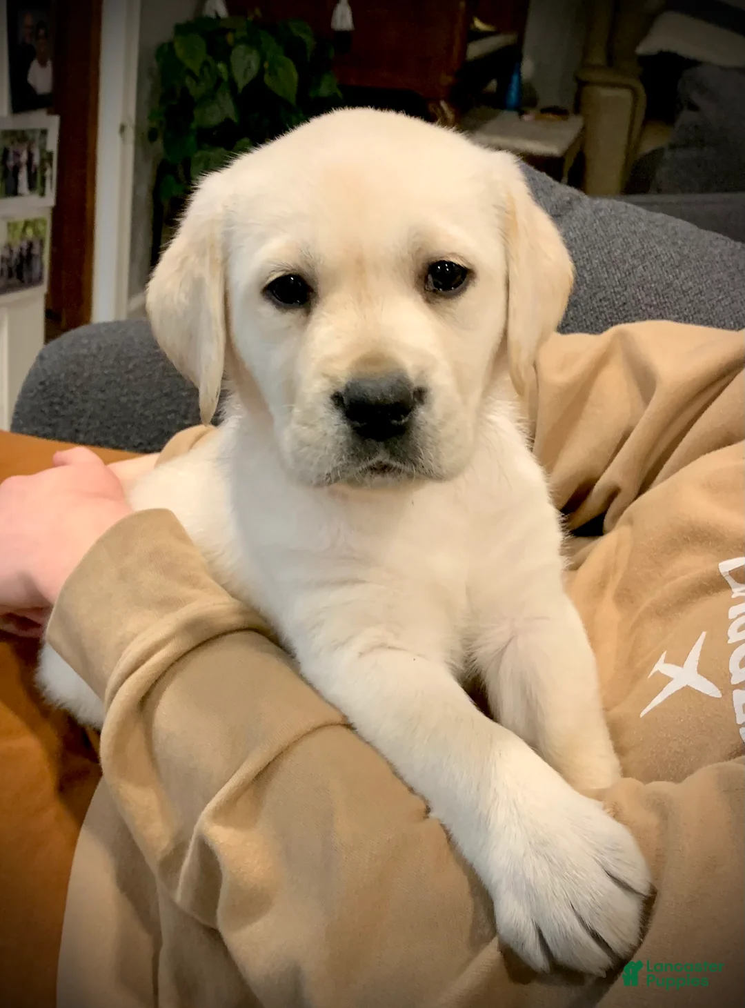 Labrador Retriever dogs for sale: Juliet - Ad 1