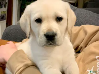 Labrador Retriever dogs Juliet - Ad 24