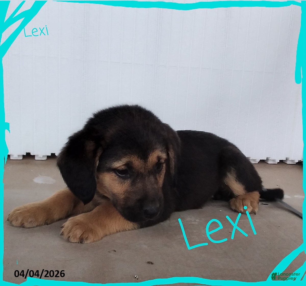 Mixed Breed dogs Lexi  - Ad 1