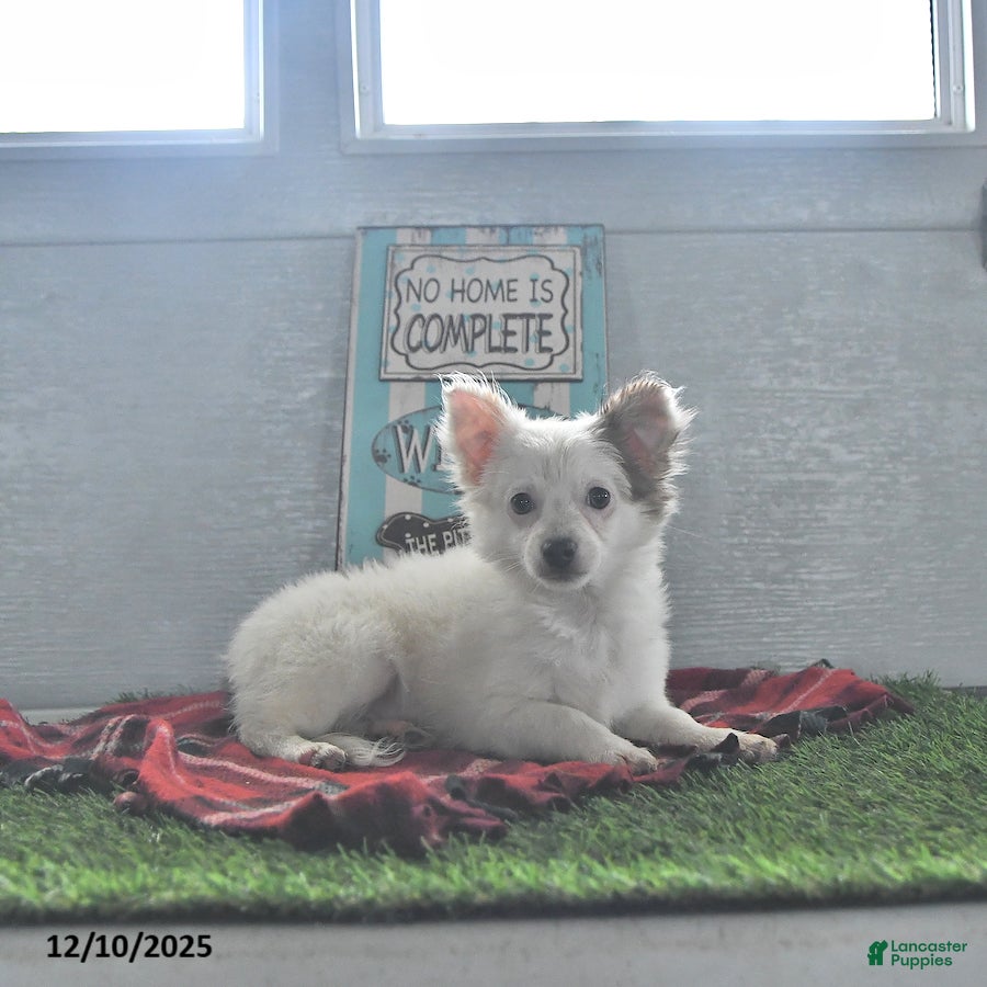 Chihuahua dogs Beau - Ad 33