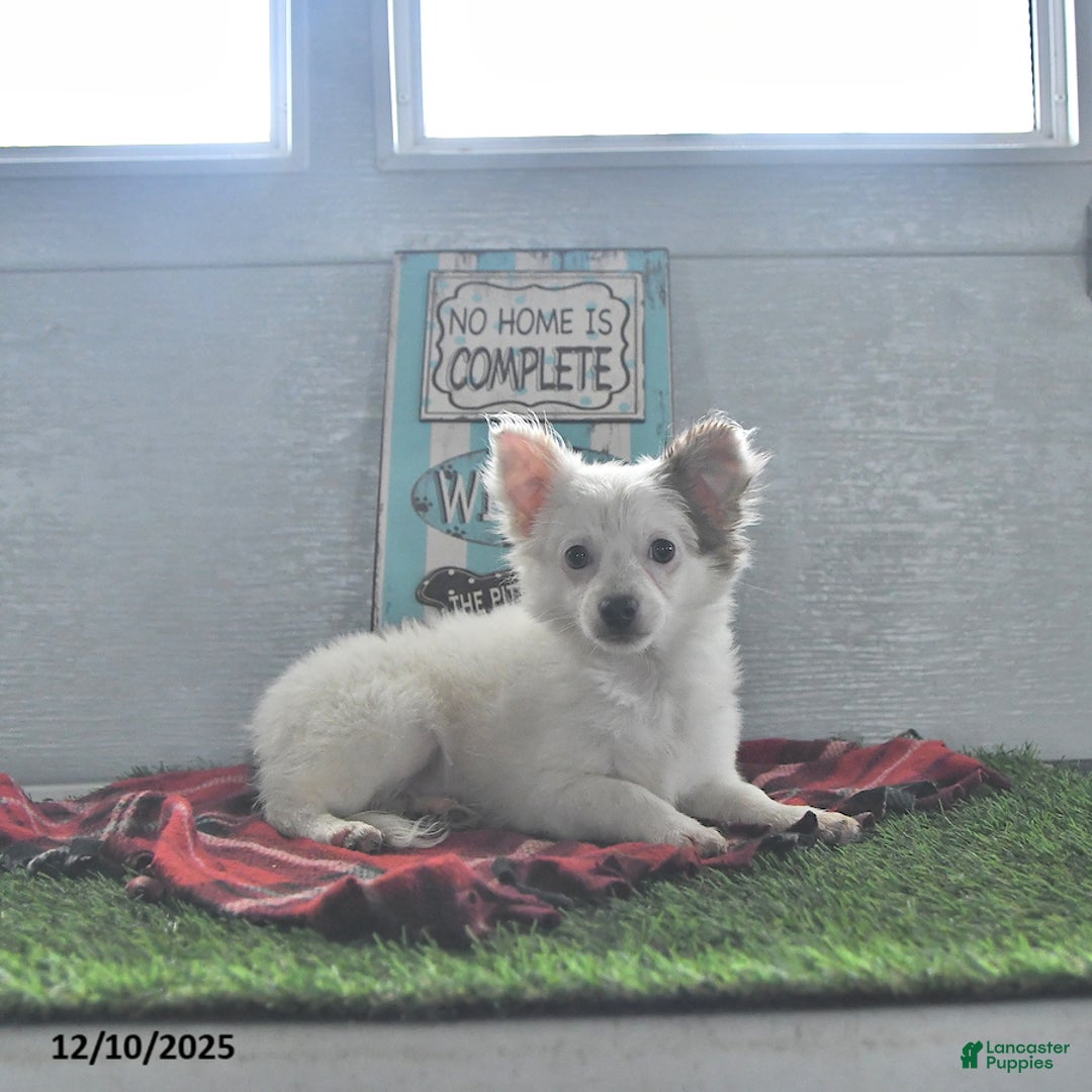 Chihuahua dogs for sale: Beau - Ad 1