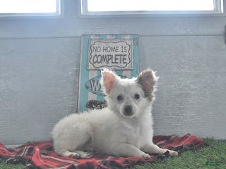 Chihuahua dogs Beau - Ad 2