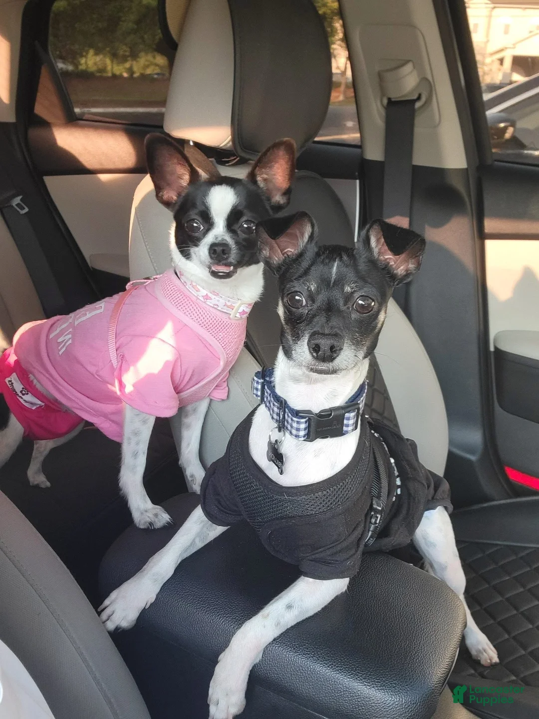 Chihuahua dogs for sale: Brook🩷 - Ad 4