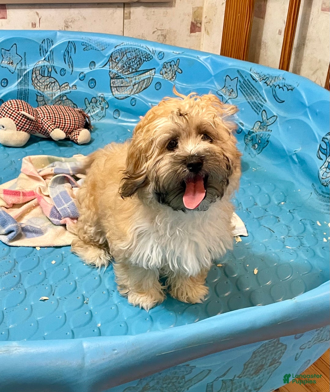 Teddy Bear dogs for sale: Sammy - Ad 6